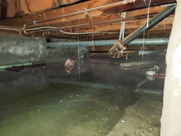Best Water damage cleanup near me  in Lugoff, SC