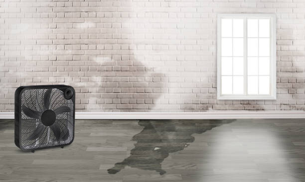 Best Carpet water damage restoration  in Lugoff, SC